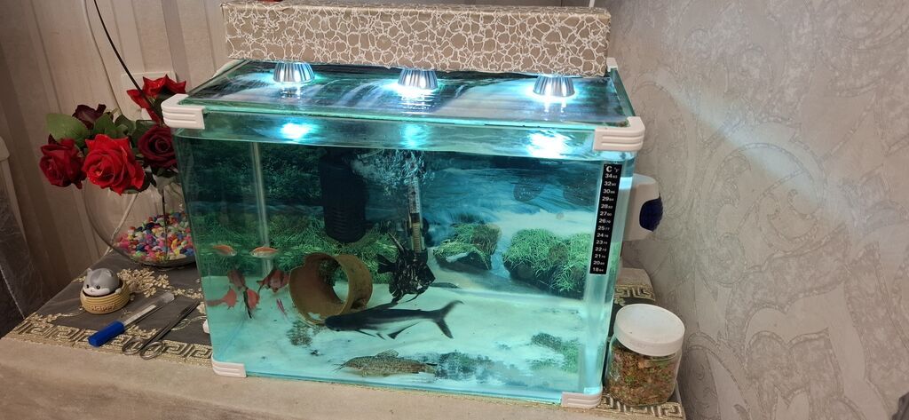 Akvaryum komplekti - Şüşə akvaryum: düzbucaqlı forma, qalın şüşə