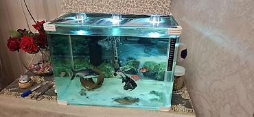 Akvaryum komplekti - Şüşə akvaryum: düzbucaqlı forma, qalın şüşə - şəkil 3