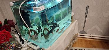 Akvaryum komplekti - Şüşə akvaryum: düzbucaqlı forma, qalın şüşə - şəkil 4