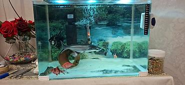 Akvaryum komplekti - Şüşə akvaryum: düzbucaqlı forma, qalın şüşə - şəkil 5