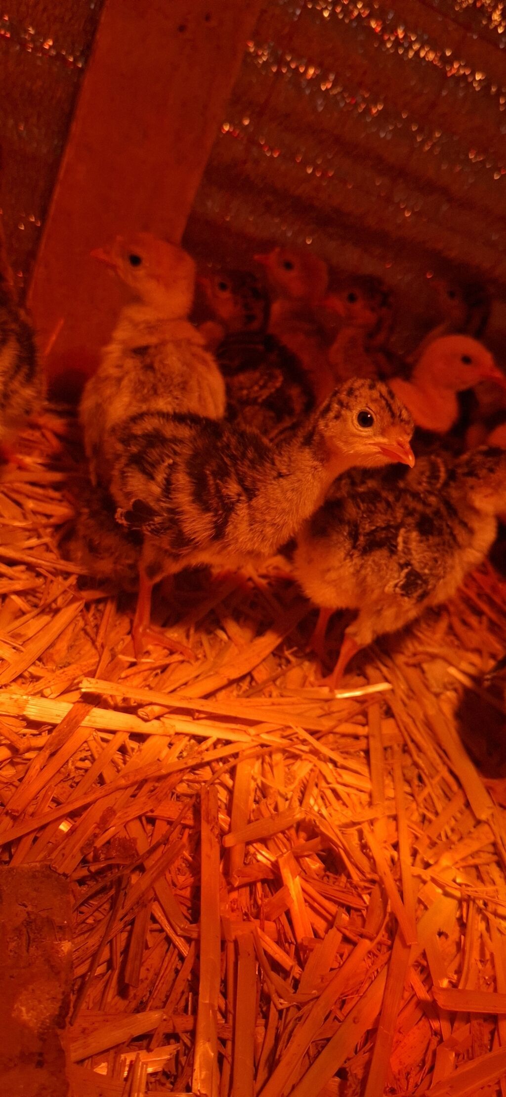 Hinduşka cücələri, Damazlıq