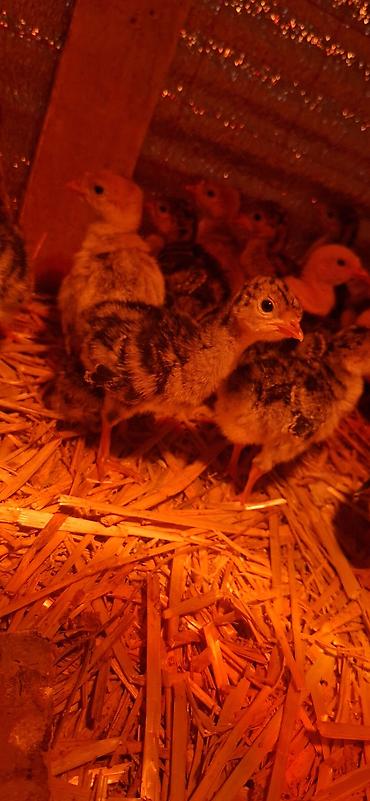 Hinduşka cücələri, Damazlıq - şəkil 2