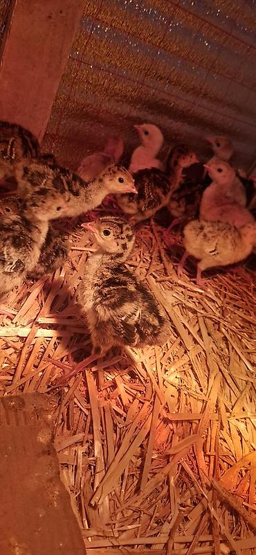 Hinduşka cücələri, Damazlıq - şəkil 3