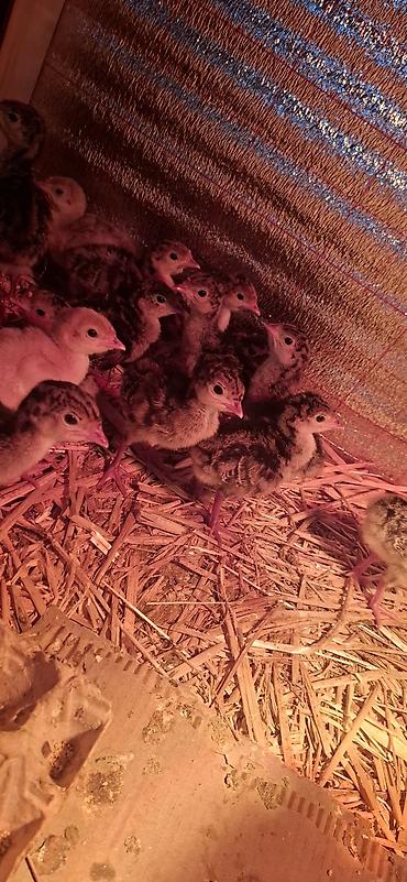 Hinduşka cücələri, Damazlıq - şəkil 4