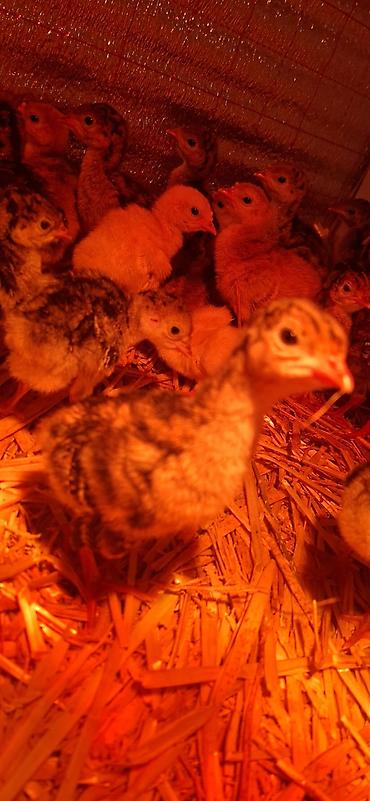 Hinduşka cücələri, Damazlıq - şəkil 5