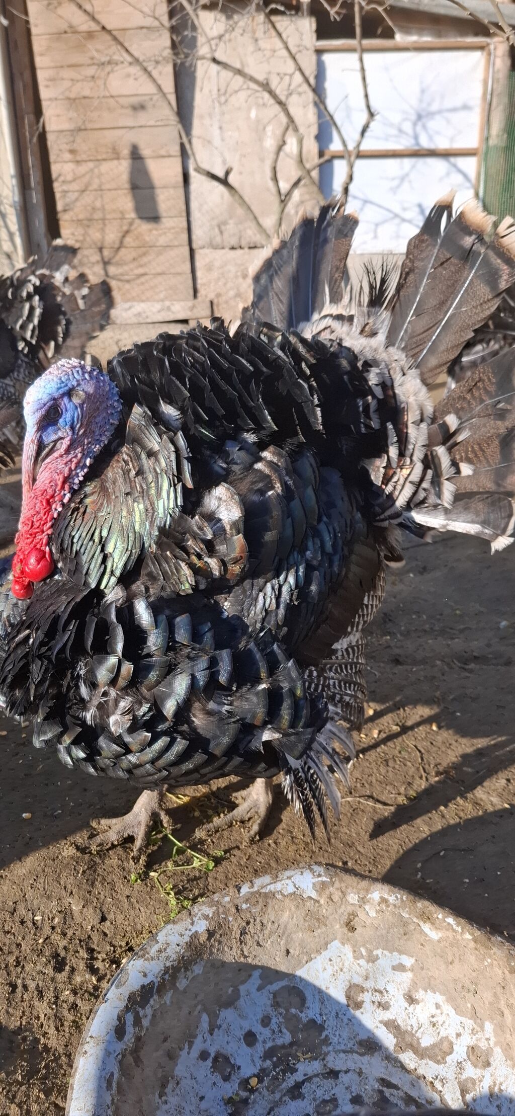 Erkək, Amerika, Damazlıq, Ünvandan götürmə, Ödənişli çatdırılma