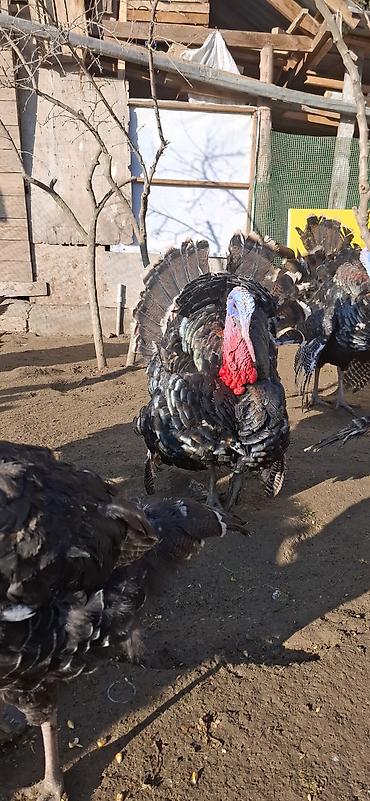 Erkək, Amerika, Damazlıq, Ünvandan götürmə, Ödənişli çatdırılma - şəkil 2