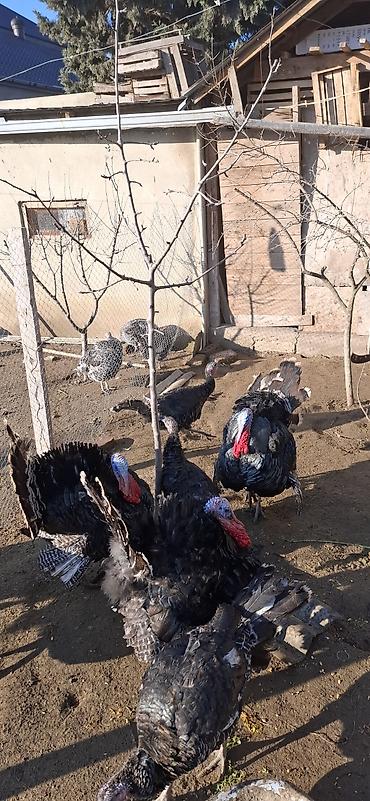 Erkək, Amerika, Damazlıq, Ünvandan götürmə, Ödənişli çatdırılma - şəkil 4