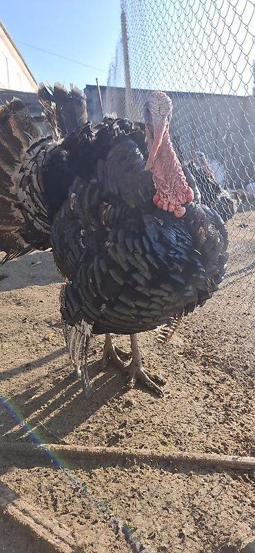 Erkək, Amerika, Damazlıq, Ünvandan götürmə, Ödənişli çatdırılma - şəkil 5