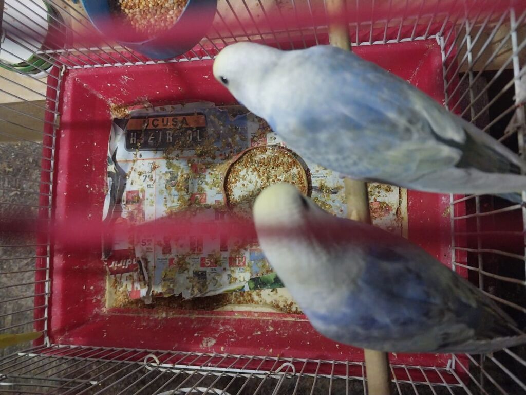 Rainbov rənglərində tutuquşu balaları satılır 2 sidə 2aylıqdır biri