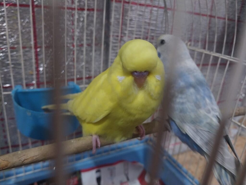 Hər ikisi çexdir və öz quşlarımın balasıdır birinci şəkildəki 2 aylıq