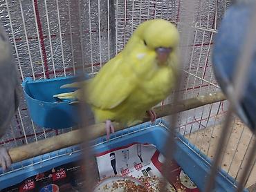 Hər ikisi çexdir və öz quşlarımın balasıdır birinci şəkildəki 2 aylıq - şəkil 3