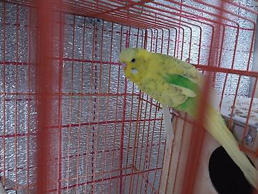 Hər ikisi çexdir və öz quşlarımın balasıdır birinci şəkildəki 2 aylıq - şəkil 4