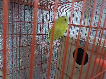 Hər ikisi çexdir və öz quşlarımın balasıdır birinci şəkildəki 2 aylıq - şəkil 5