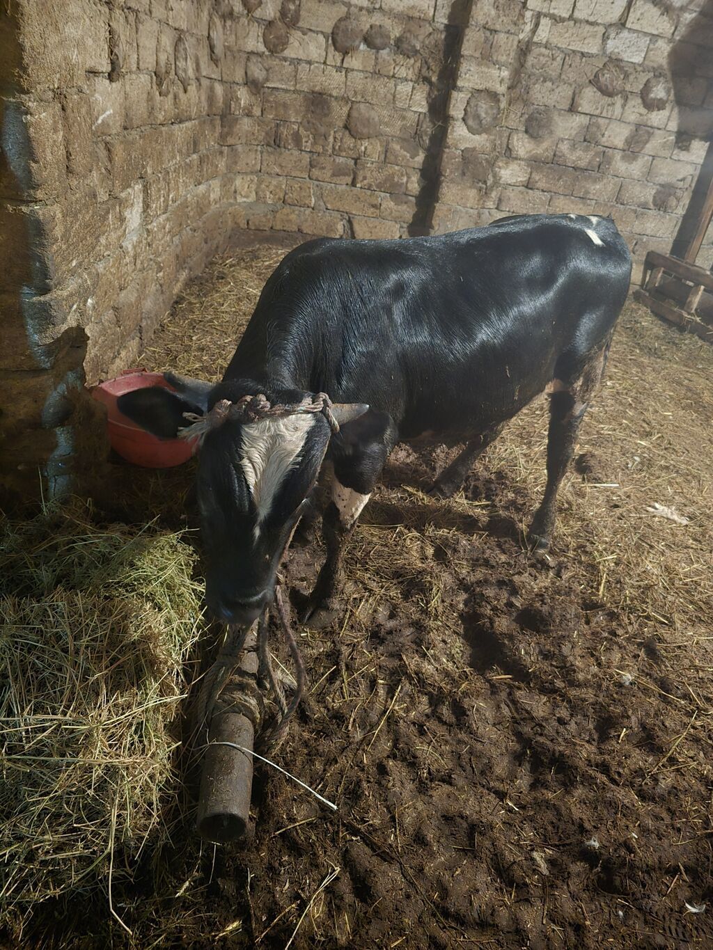 Qara-alaca erkək mal-qara (buğa/buzaq) - Rəng: parlaq qara, alında ağ