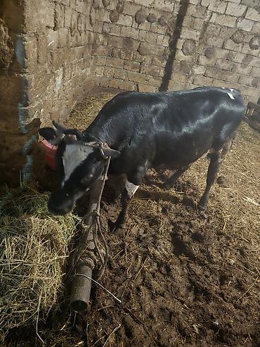Qara-alaca erkək mal-qara (buğa/buzaq) - Rəng: parlaq qara, alında ağ - şəkil 3