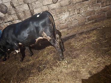 Qara-alaca erkək mal-qara (buğa/buzaq) - Rəng: parlaq qara, alında ağ - şəkil 5