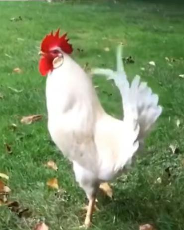 Məhsul: Xoruzlar (bir neçə fərqli rəng və tip) Təsvir: - Güclü - şəkil 2