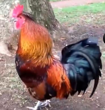 Məhsul: Xoruzlar (bir neçə fərqli rəng və tip) Təsvir: - Güclü - şəkil 3