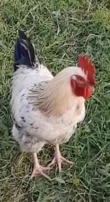 Məhsul: Xoruzlar (bir neçə fərqli rəng və tip) Təsvir: - Güclü - şəkil 4