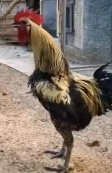 Məhsul: Xoruzlar (bir neçə fərqli rəng və tip) Təsvir: - Güclü - şəkil 5