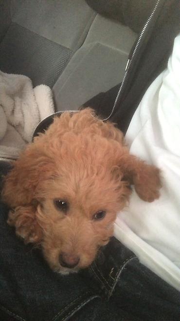 Pudel, 3 ay, Dişi, Peyvəndli, Ünvandan götürmə - şəkil 2