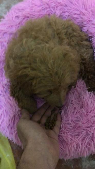 Pudel, 3 ay, Dişi, Peyvəndli, Ünvandan götürmə - şəkil 3