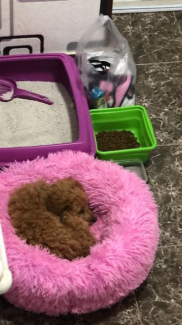 Pudel, 3 ay, Dişi, Peyvəndli, Ünvandan götürmə - şəkil 4