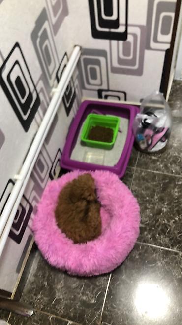 Pudel, 3 ay, Dişi, Peyvəndli, Ünvandan götürmə - şəkil 5