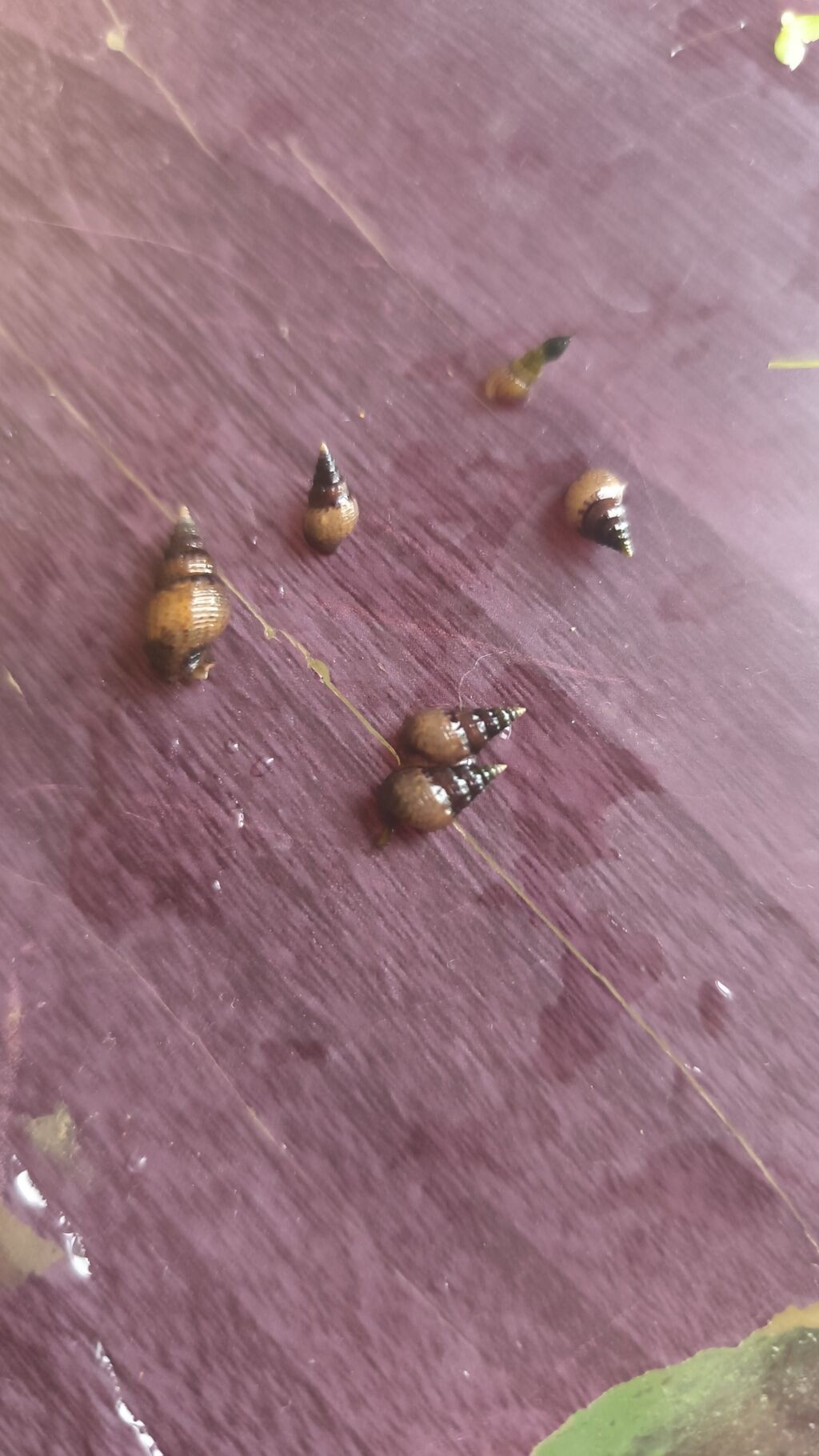 Melena ilbizi ədədi 50 qəpiy ünvan Şüvəlan 30+ götürən olsa koroğluya