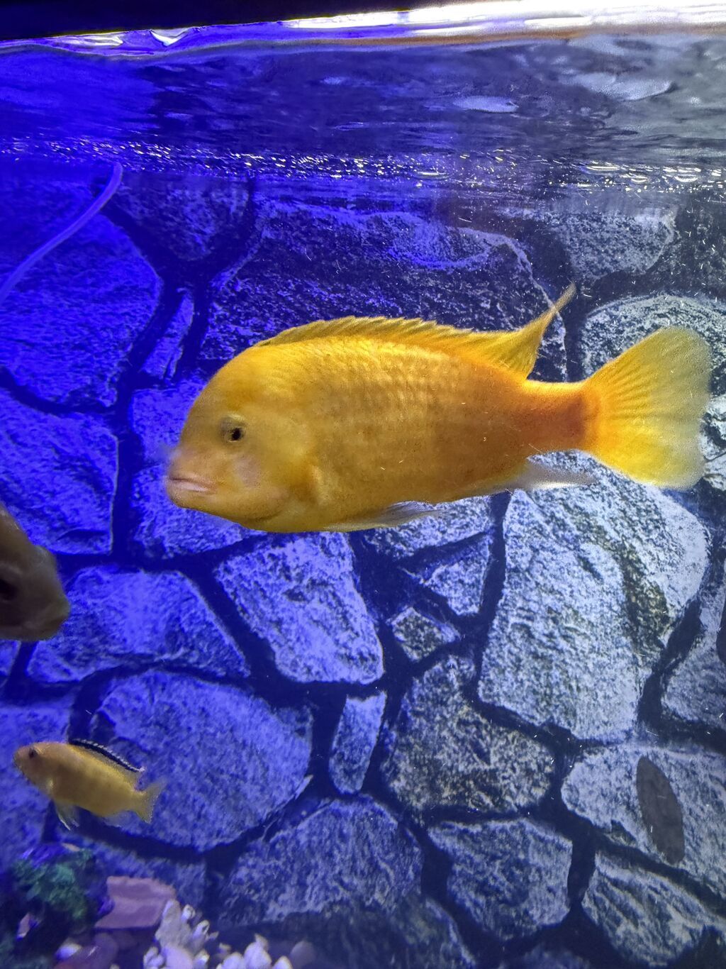 Продается аквариум 2 м с рыбами все вместе рыбы декор и