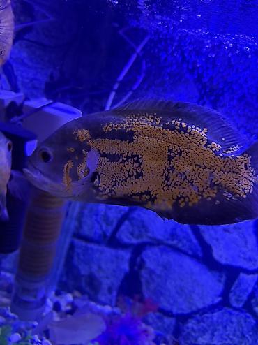 Продается аквариум 2 м с рыбами все вместе рыбы декор и - şəkil 2