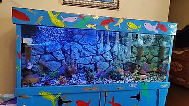 Продается аквариум 2 м с рыбами все вместе рыбы декор и - şəkil 3