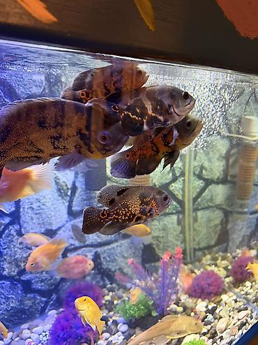 Продается аквариум 2 м с рыбами все вместе рыбы декор и - şəkil 4
