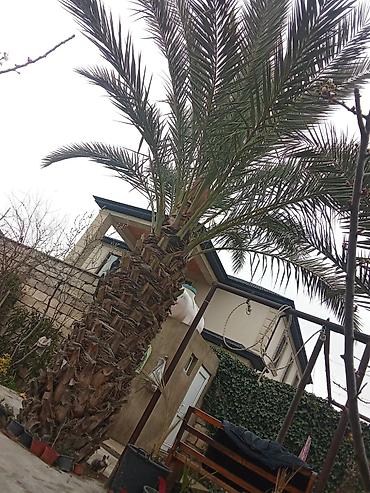 Xurma ağacı satılır. qiymət 1 ağac 10000-nə deyirəm öz həyətimizin - şəkil 2