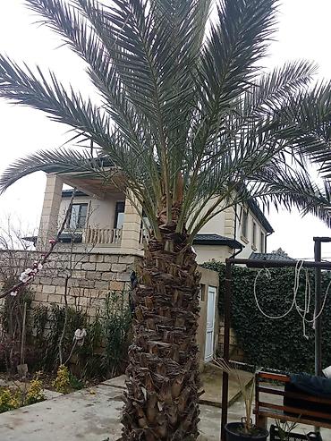 Xurma ağacı satılır. qiymət 1 ağac 10000-nə deyirəm öz həyətimizin - şəkil 3