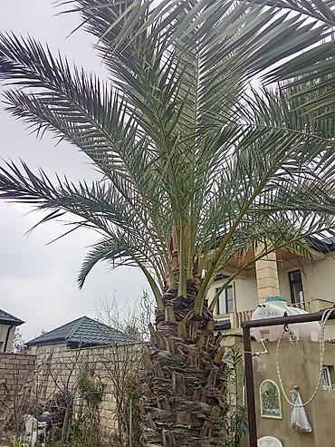 Xurma ağacı satılır. qiymət 1 ağac 10000-nə deyirəm öz həyətimizin - şəkil 4