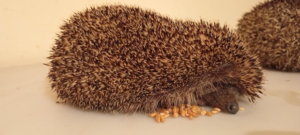 KİRPİ .Sağlam heyvanlardır ele öyresibler