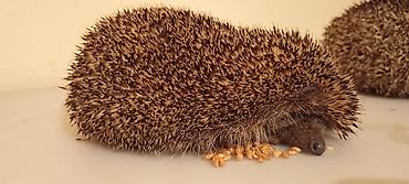 KİRPİ .Sağlam heyvanlardır ele öyresibler - şəkil 2