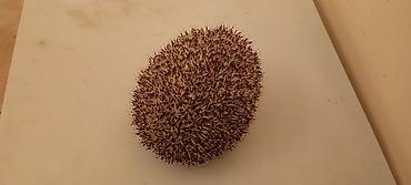 KİRPİ .Sağlam heyvanlardır ele öyresibler - şəkil 3