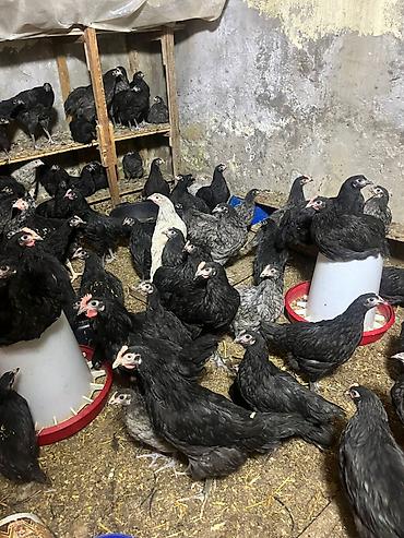 Astroloq cücələri - şəkil 2