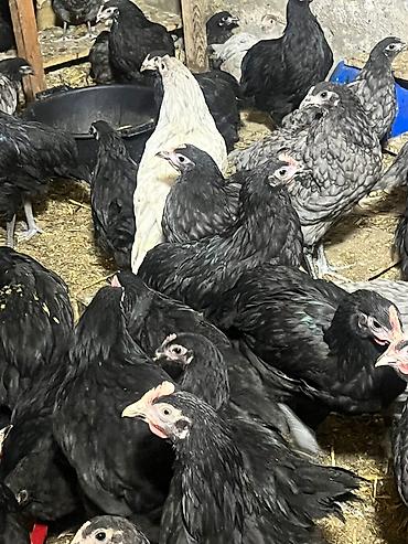 Astroloq cücələri - şəkil 3