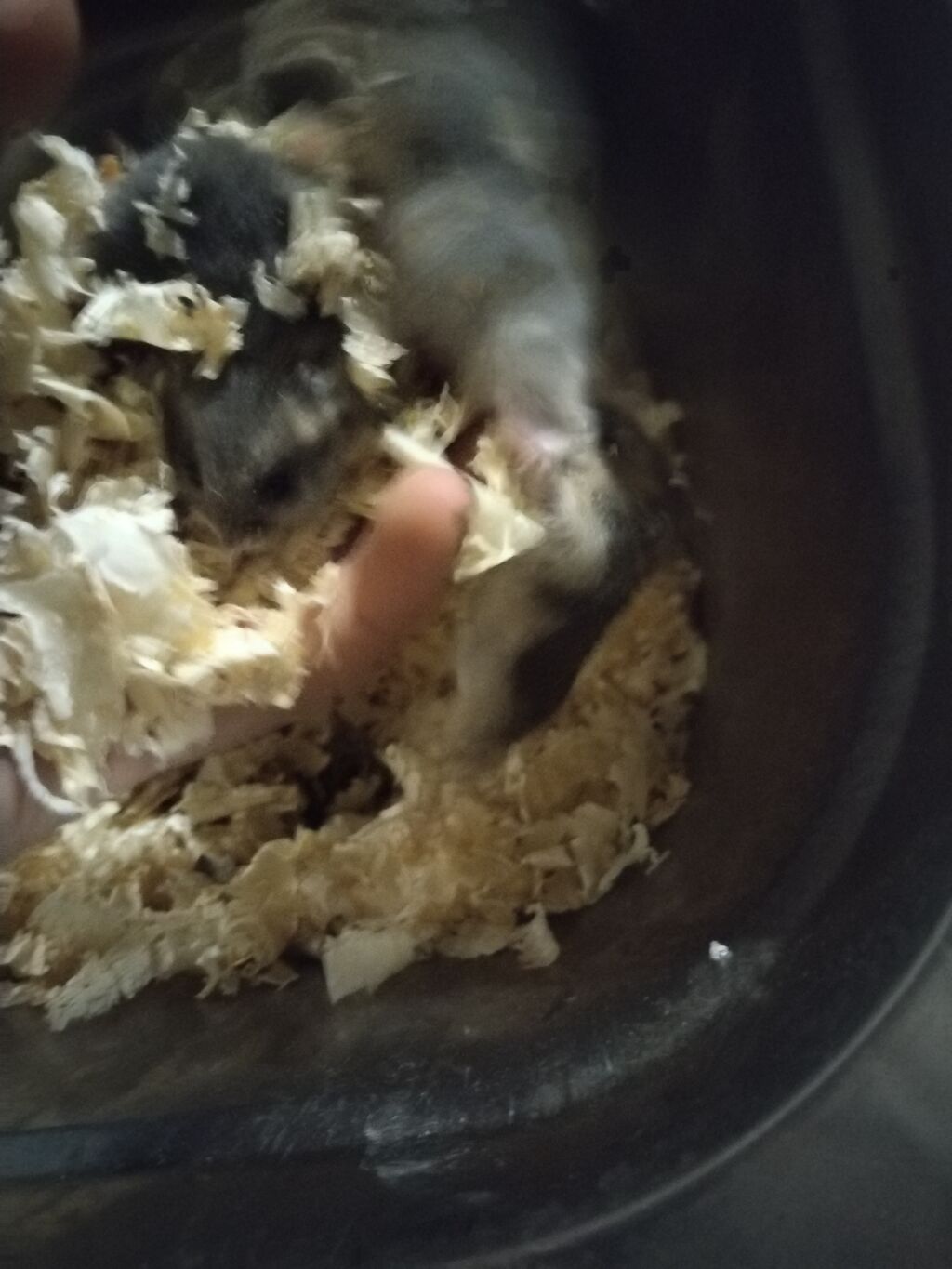 Ev heyvanı: Xamyaklar (cücəlikdən böyüyən balalar) Xüsusiyyətlər: -