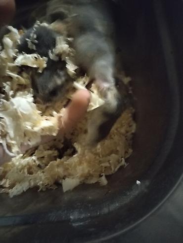 Ev heyvanı: Xamyaklar (cücəlikdən böyüyən balalar) Xüsusiyyətlər: - - şəkil 2