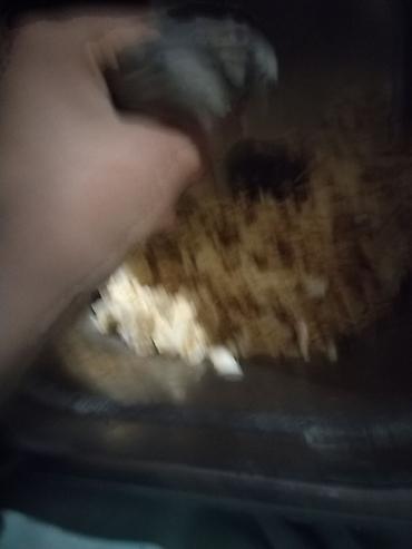 Ev heyvanı: Xamyaklar (cücəlikdən böyüyən balalar) Xüsusiyyətlər: - - şəkil 3