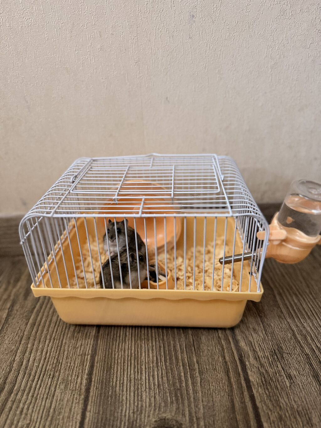 Xamyaklar satılır. Tam sağlam və enerjili heyvanlardır. Şəkildə