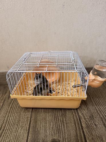 Xamyaklar satılır. Tam sağlam və enerjili heyvanlardır. Şəkildə - şəkil 2