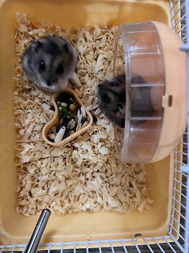 Xamyaklar satılır. Tam sağlam və enerjili heyvanlardır. Şəkildə - şəkil 3