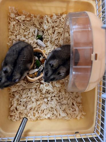 Xamyaklar satılır. Tam sağlam və enerjili heyvanlardır. Şəkildə - şəkil 4