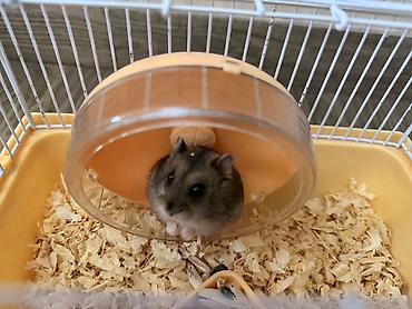 Xamyaklar satılır. Tam sağlam və enerjili heyvanlardır. Şəkildə - şəkil 5